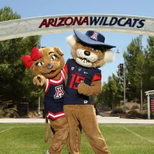 arizona wildcats